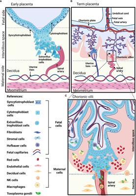 Modeling the human placental barrier to understand Toxoplasma gondii´s vertical transmission